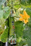 괴산유기농엑스포, 유기농의 희망 발견