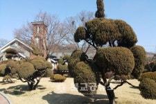 부강성당, 느티나무에 뽕나무가 자란다?