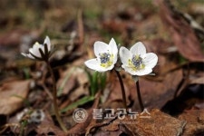 제주 한라산, 봄 꽃 향기 솔솔~