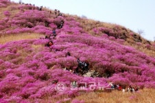 여수 영취산진달래 체험행사 개최