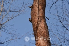 <포토뉴스>까치 & 딱다구리 집