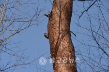 <포토뉴스>까치 & 딱다구리 집