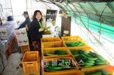 억대 농업경영인 부부, 오이 조기재배 성공