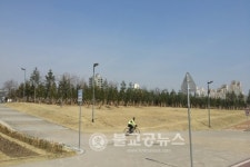 한강공원 편백나무 힐링 숲 삼림욕