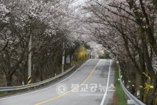 <포토뉴스>옥천 37번 국도 벚꽃 길
