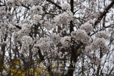 <포토뉴스>옥천 37번 국도 벚꽃 길