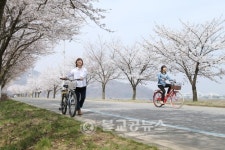 <포토>충주 봉방동 하방마을 벚꽃