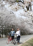 <포토>충주 봉방동 하방마을 벚꽃