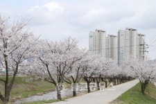 <포토>충주 봉방동 하방마을 벚꽃