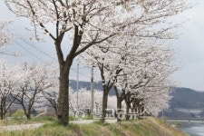 <포토>충주 봉방동 하방마을 벚꽃