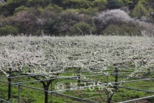 뭄의면 산골마을 자두 꽃