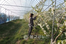 체리 꽃 활짝 핀 윤가농원