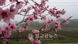 복사꽃 핀 양사2리