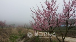 복사꽃 핀 양사2리