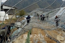 충북도 농정국, 강풍 피해농가 지원