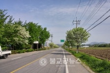 청양군 비봉면 이팝나무 꽃 활짝!