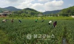 청주 원예유통과 농촌 일손돕기
