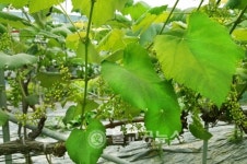 포도 잎 황화현상, 나무세력 좋게 해야