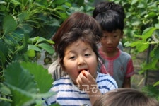 옥천 색동유치원, 딸기 따기 체험