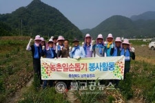남부출장소, 안내면 양파캐기 일손돕기