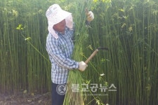 금소마을의 안동포 원료 대마 수확