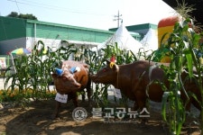 [영상뉴스]안내면 옥수수와 감자의 만남 축제
