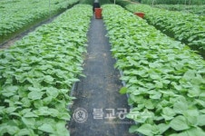 [귀농귀촌]안남면 부부농장