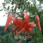 물한계곡 풀하우스 팬션 힐링명소