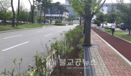 천안시 2016 명품가로숲길 조성!