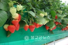 설향·매향 딸기, 세계에서 뿌리 내린다