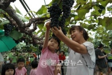 영동 포도축제2016, 국민 축제로 성공