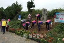 소라면 해안도로변 가을꽃 향기 물씬