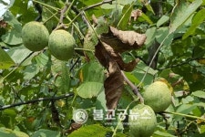 옥천 메쥐골농원, 호두따기 체험 성료