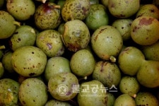 옥천 메쥐골농원, 호두따기 체험 성료