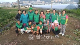 교동 새마을남녀지도자회, 사랑의 고구마밭