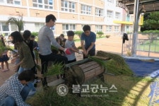 장야초, 벼를 베며 수확의 기쁨 배워요