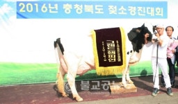 보은군 최흥복 농가 충북 최고 젖소 선정