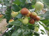 부여, 왕대추가 가지마다 주렁주렁