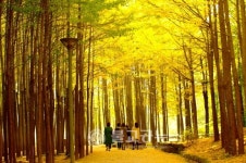 예쁜 단풍길 105선을 소개합니다