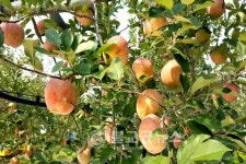 <포토뉴스>충주대주농원 사과 밭