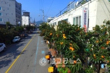 영동군, 감 가로수길 주황빛 물결