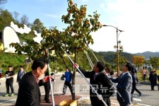 영동군, 감 가로수길 주황빛 물결