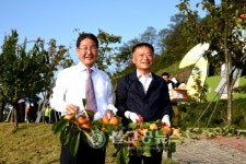 영동군, 감 가로수길 주황빛 물결