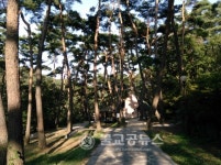 만수산 자연휴양림 노송숲, 아름다운 숲 선정