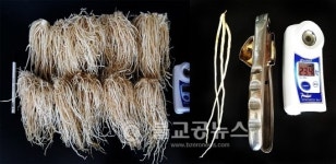 충북농기원 뿌리부추밭 차광 피복기술 효과 만점