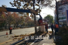 분당구, 가로수 가지치기 작업