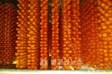 깊어진 단맛! 연풍 곶감 본격출시