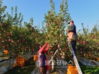 충주시 소태면사무소, 동네달력 인기