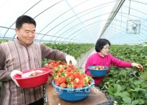 농심을 미소짓게 하는 충주 딸기 출시