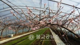 한파 속 비닐하우스 복숭아 꽃 만개
